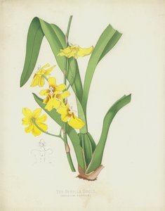 Den Sessile Oncid, Oncidium Sessile av English School